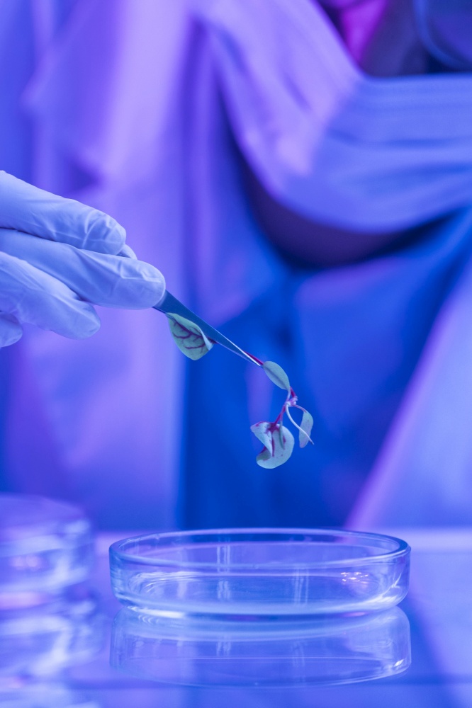 researcher biotechnology laboratory with petri dish plant