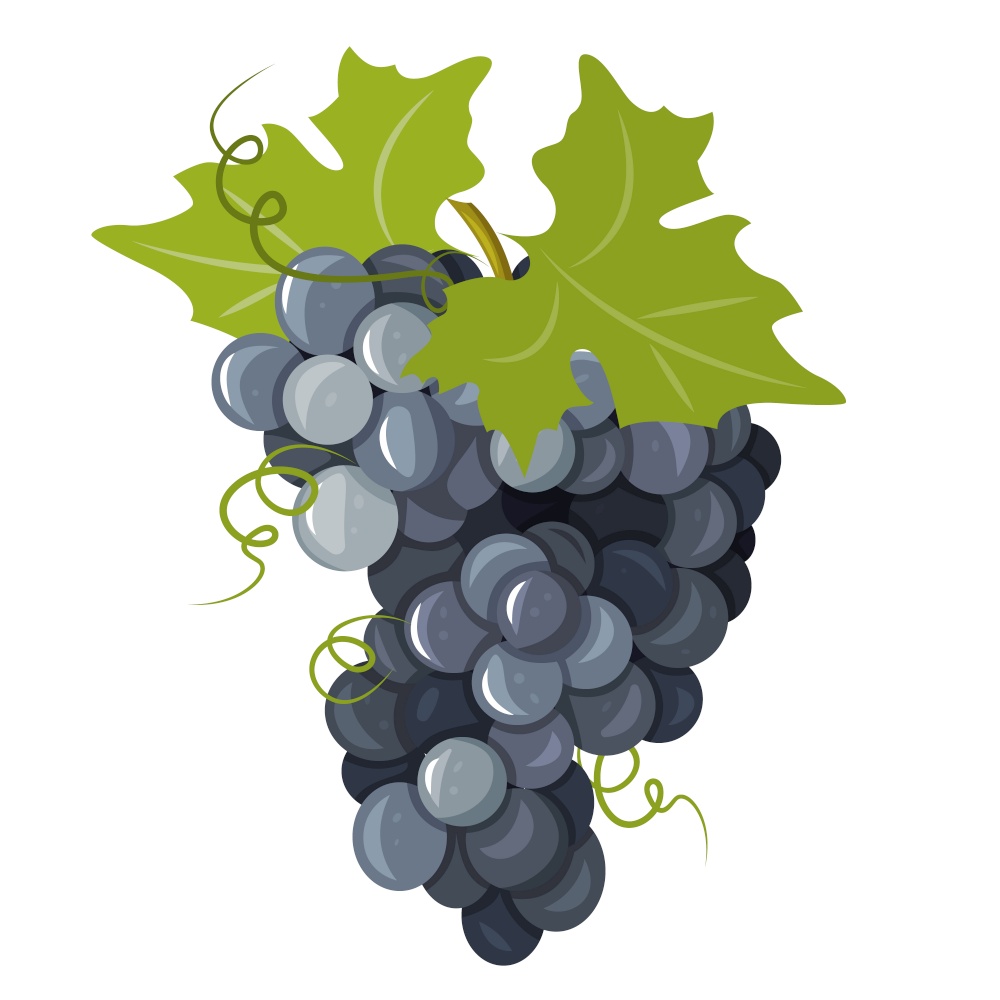 A bunch of ripe black grapes. Winemaking. Vector