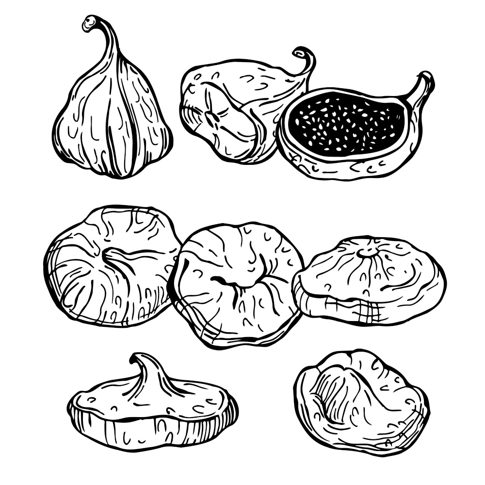 Hand drawn dried fruits figs  on white background.Vector sketch  illustration.. Dried fruits figs. Vector  illustration.