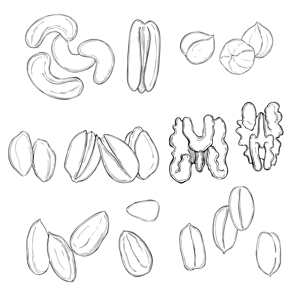 Hand drawn nuts. Vector sketch  illustration..  Nuts. Vector  illustration.