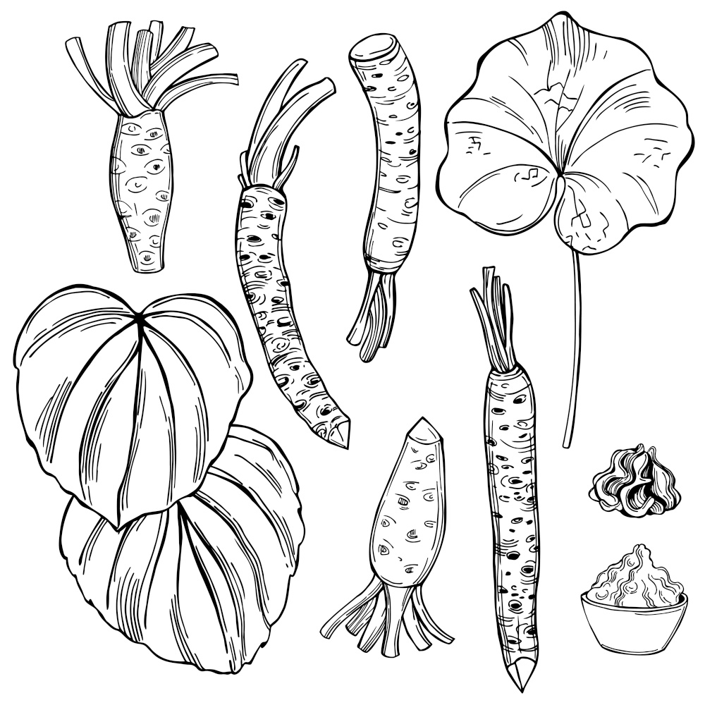 Hand drawn horseradish wasabi, root and leaves. Vector sketch  illustration.. Wasabi, root and leaves. Vector   illustration.
