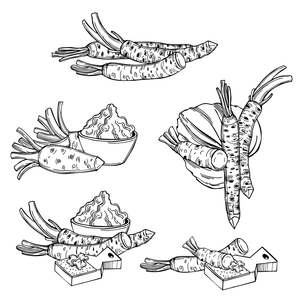 Hand drawn horseradish wasabi, root and leaves. Vector sketch  illustration.. Wasabi, root and leaves. Vector   illustration.