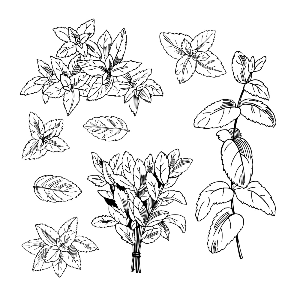 Hand drawn spicy herbs. Peppermint. Vector sketch  illustration.. Peppermint. Vector  illustration.