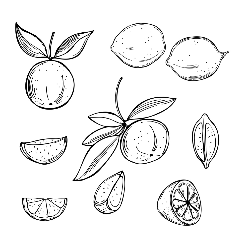 Hand drawn lime fruits on white background.Vector sketch  illustration.. Citrus fruits. Vector   illustration.