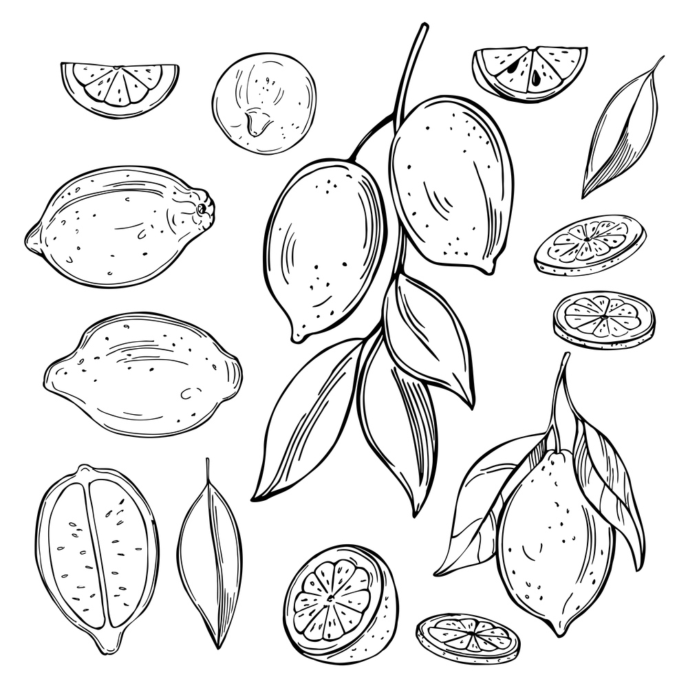 Hand drawn lemon fruits on white background.Vector sketch  illustration.. Citrus fruits. Vector   illustration.