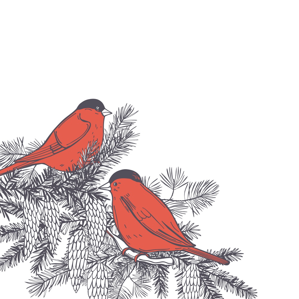 Hand drawn winter birds. Bullfinches on white backgrounds. Vector sketch illustration..  Bullfinches. Vector background.