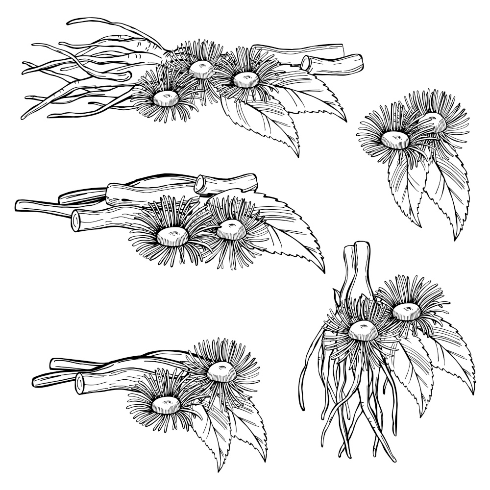 Hand drawn medicinal herbs.  Elecampane, Inula Helenium, horse heal or elfdock. Vector sketch  illustration.. Hand drawn medicinal herbs.