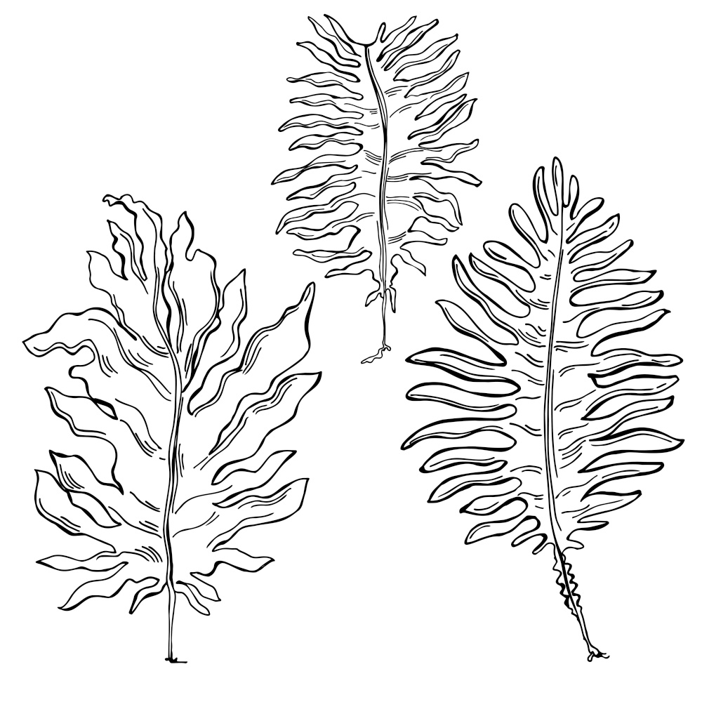 Hand drawn edible  algae. Wakame or Undaria Pinnatifida  on white background.  Vector sketch  illustration.. Edible  algae.  Wakame. Vector  illustration.