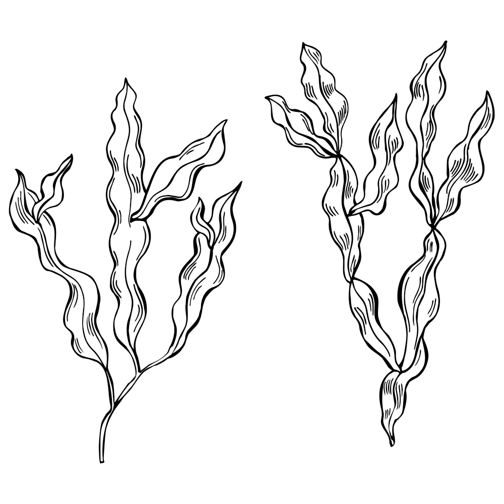 Hand drawn edible  algae. Phyllophora nervosa (phyllophora seaweed, sea kale).  Red algae.  Vector sketch  illustration.. Edible  algae. Phyllophora nervosa.  Vector  illustration.