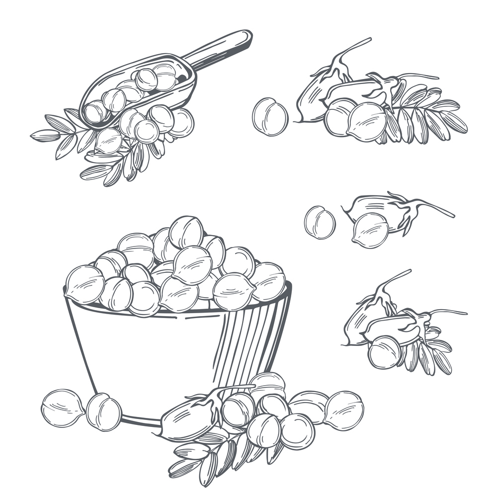 Hand drawn chickpeas  beans. Vector sketch  illustration.. Chickpeas  beans. Vector   illustration.