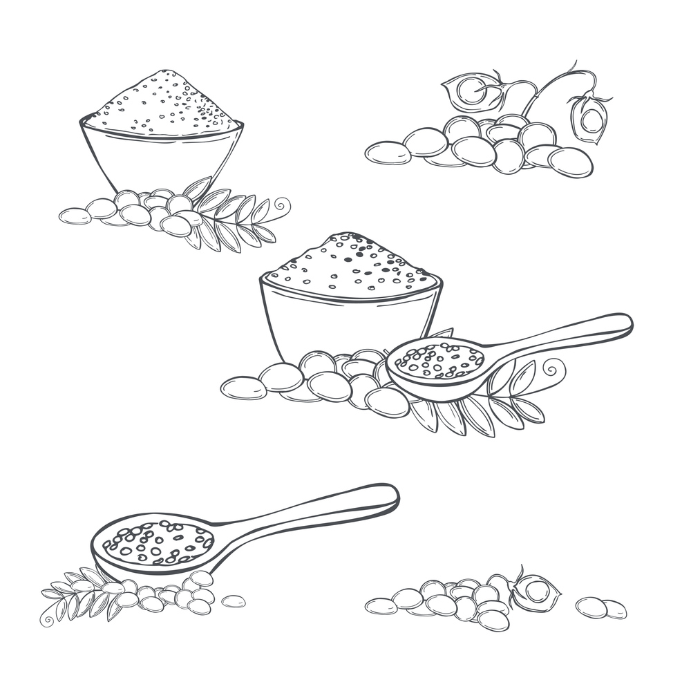 Hand drawn lentil plant. Vector sketch  illustration.. Lentil plant. Vector illustration.