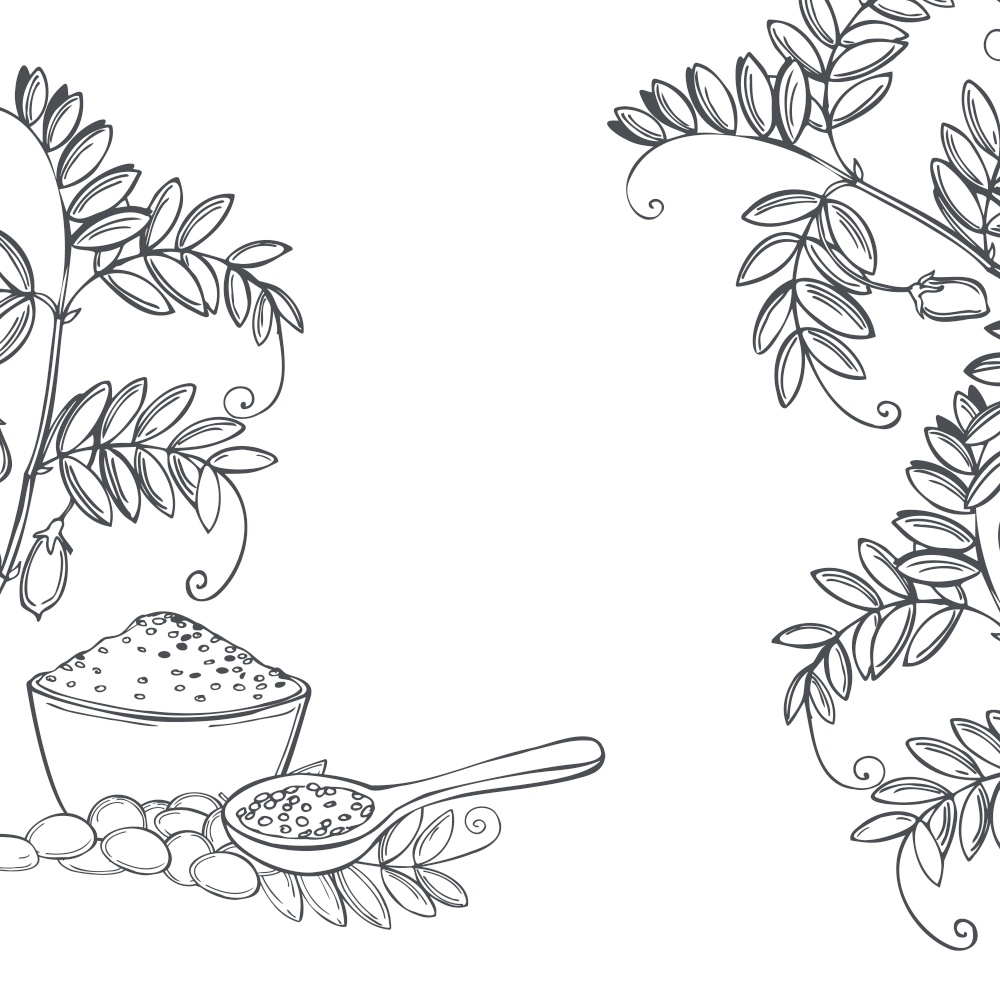 Hand drawn lentil plant. Vector background. Sketch  illustration.. Lentil plant. Vector illustration.