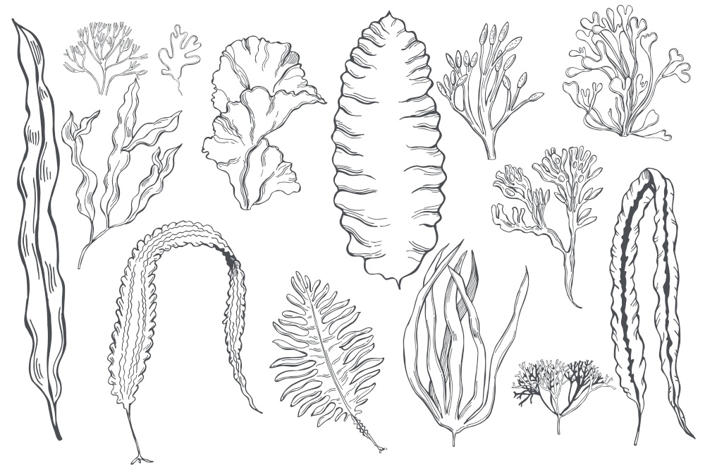 Hand drawn edible  algae set.  Vector sketch  illustration.. Edible  algae.   Vector  illustration.