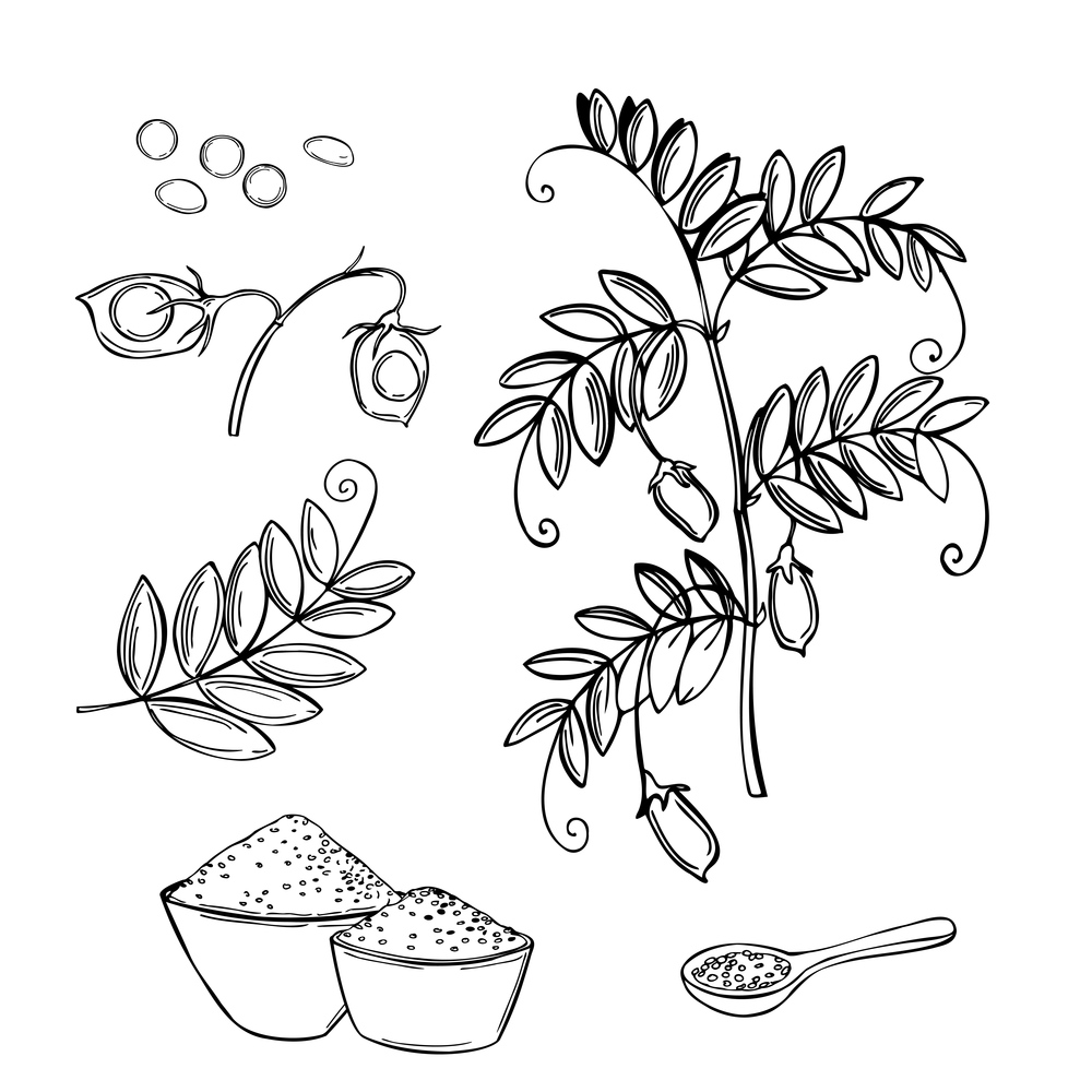Hand drawn lentil plant. Vector sketch  illustration.. Lentil plant. Vector  illustration.