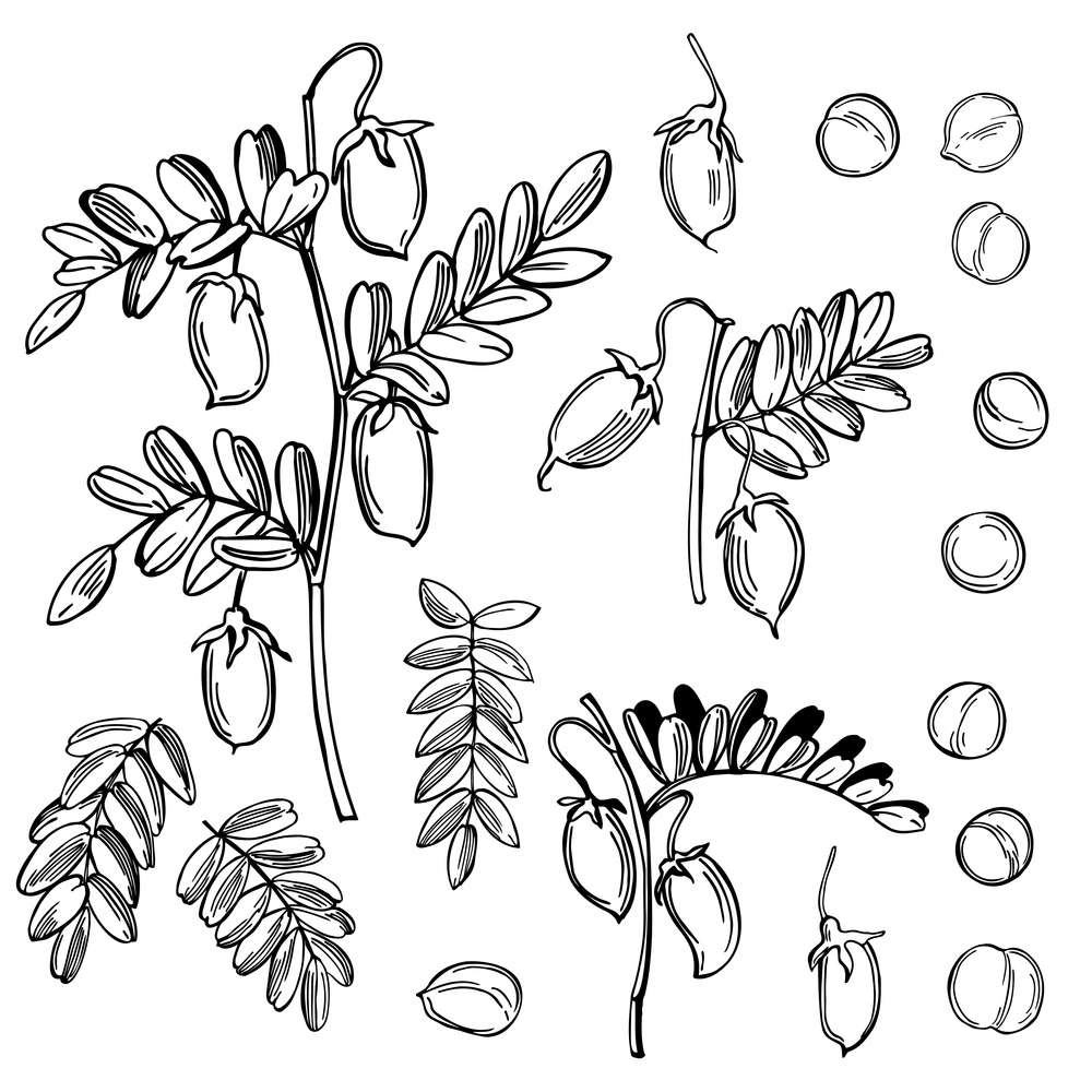 Hand drawn chickpeas plant and beans. Vector sketch  illustration.. Chickpeas plant. Vector  illustration.