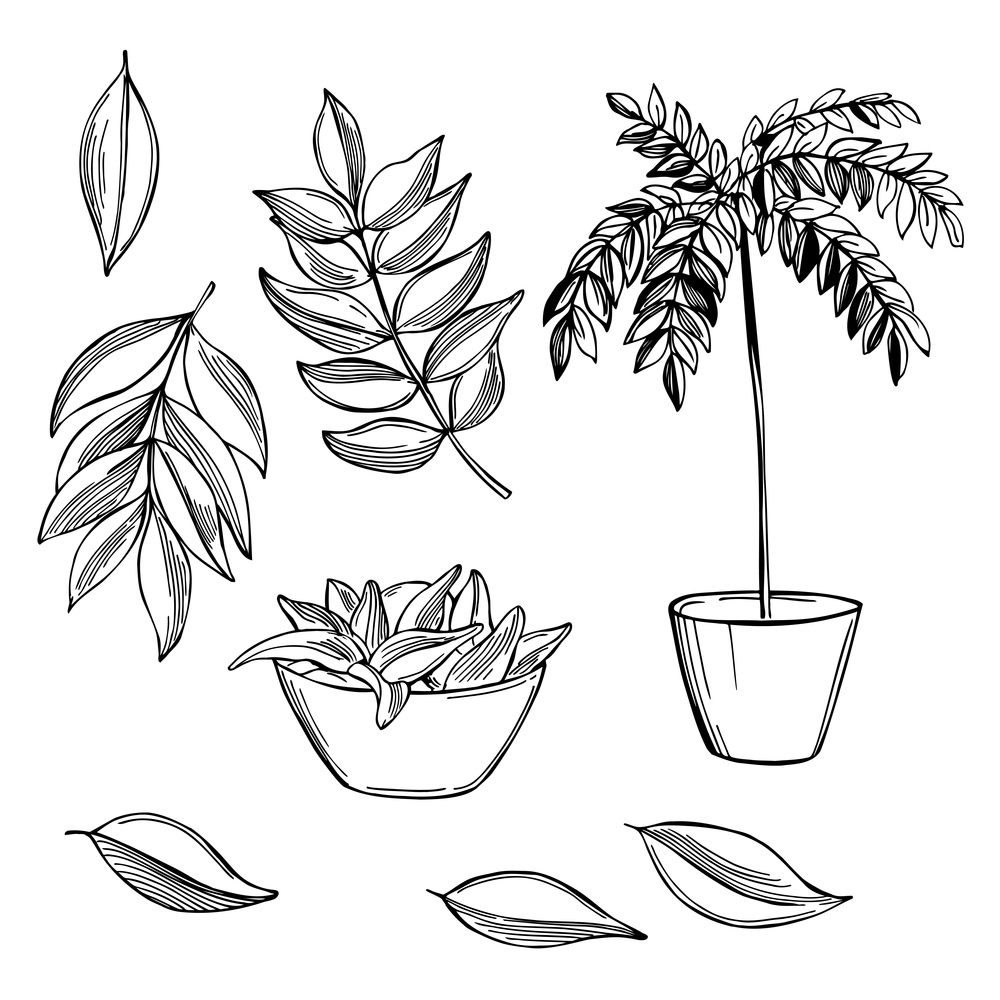 Hand drawn curry leaves. Vector sketch  illustration.. Curry leaves. Vector  illustration.
