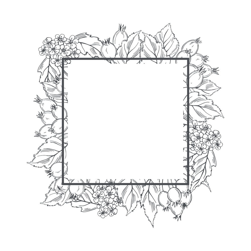 Hand drawn medicinal herbs. Hawthorn. Vector frame. Sketch  illustration.. Hawthorn. Vector frame.