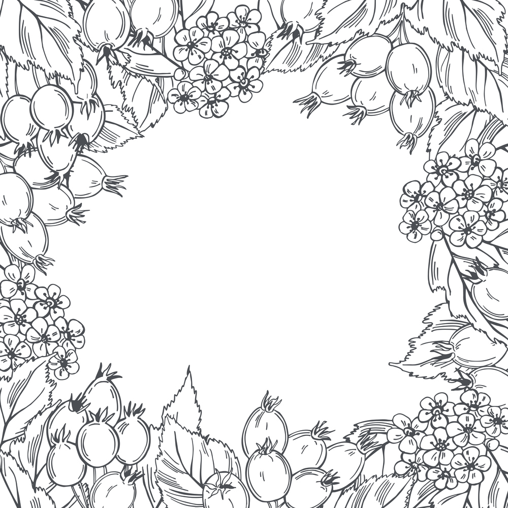 Hand drawn medicinal herbs. Hawthorn. Vector background. Sketch  illustration.. Hawthorn. Vector background.