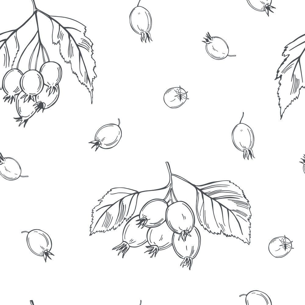 Hand drawn medicinal herbs. Hawthorn. Vector  seamless pattern.. Hawthorn. Vector pattern.