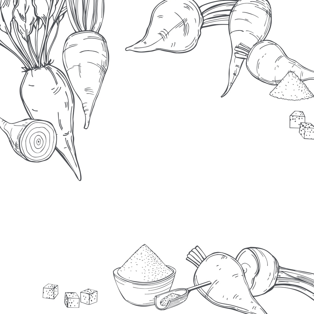 Hand drawn sugar beet . Vector background. Sketch  illustration.. Sugar beet.  Vector background.
