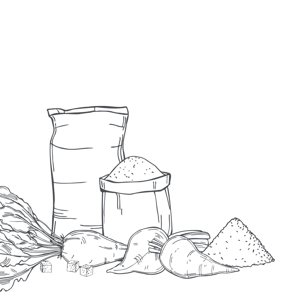 Hand drawn sugar beet and sack bags of sugar . Vector background. Sketch  illustration.. Sugar beet and sugar. Vector background.
