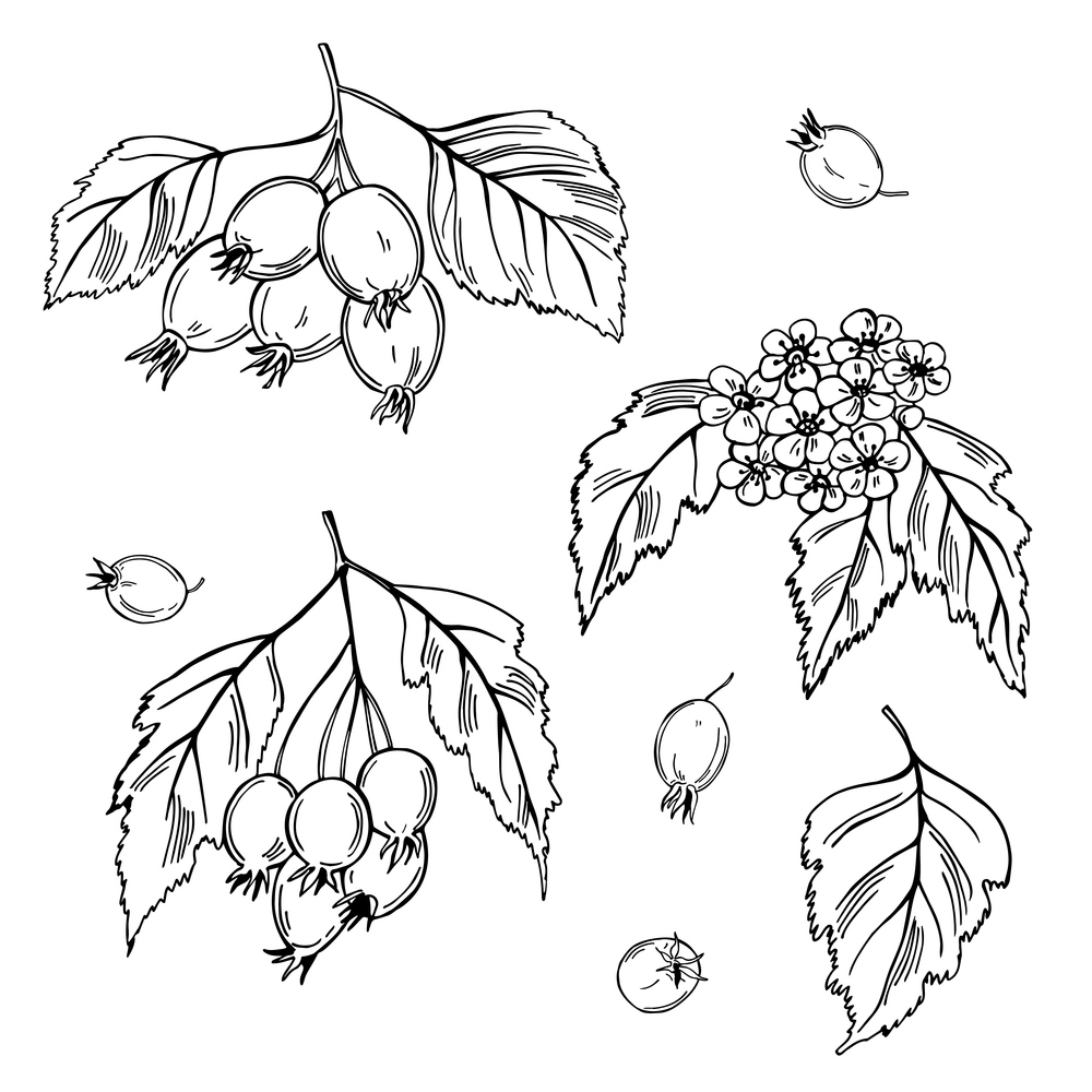 Hand drawn medicinal herbs. Hawthorn. Vector sketch  illustration.. Hawthorn. Vector  illustration.