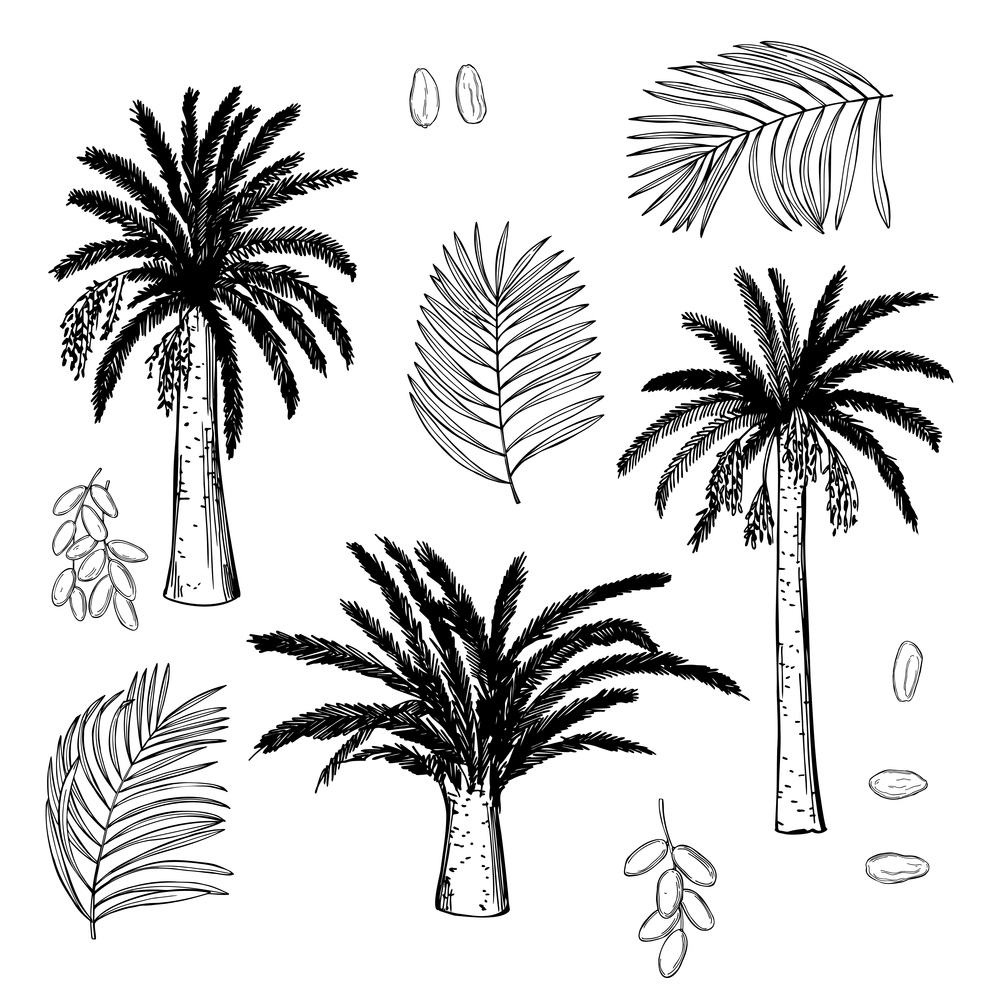 Hand drawn date palm set  on white background. Vector sketch  illustration.. Date palm. Vector illustration.