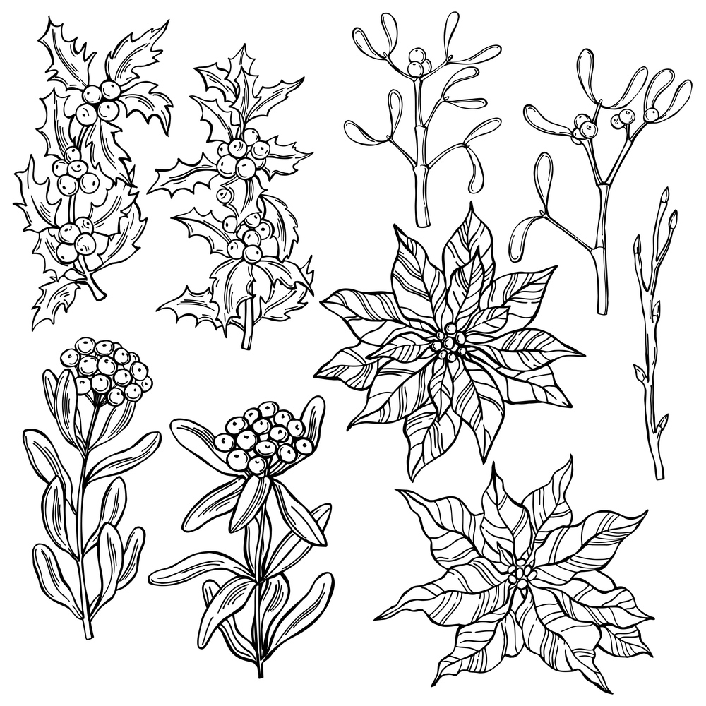 Hand drawn Christmas plants and flowers set. Vector sketch  illustration..  Christmas plants and flowers. Vector   illustration.