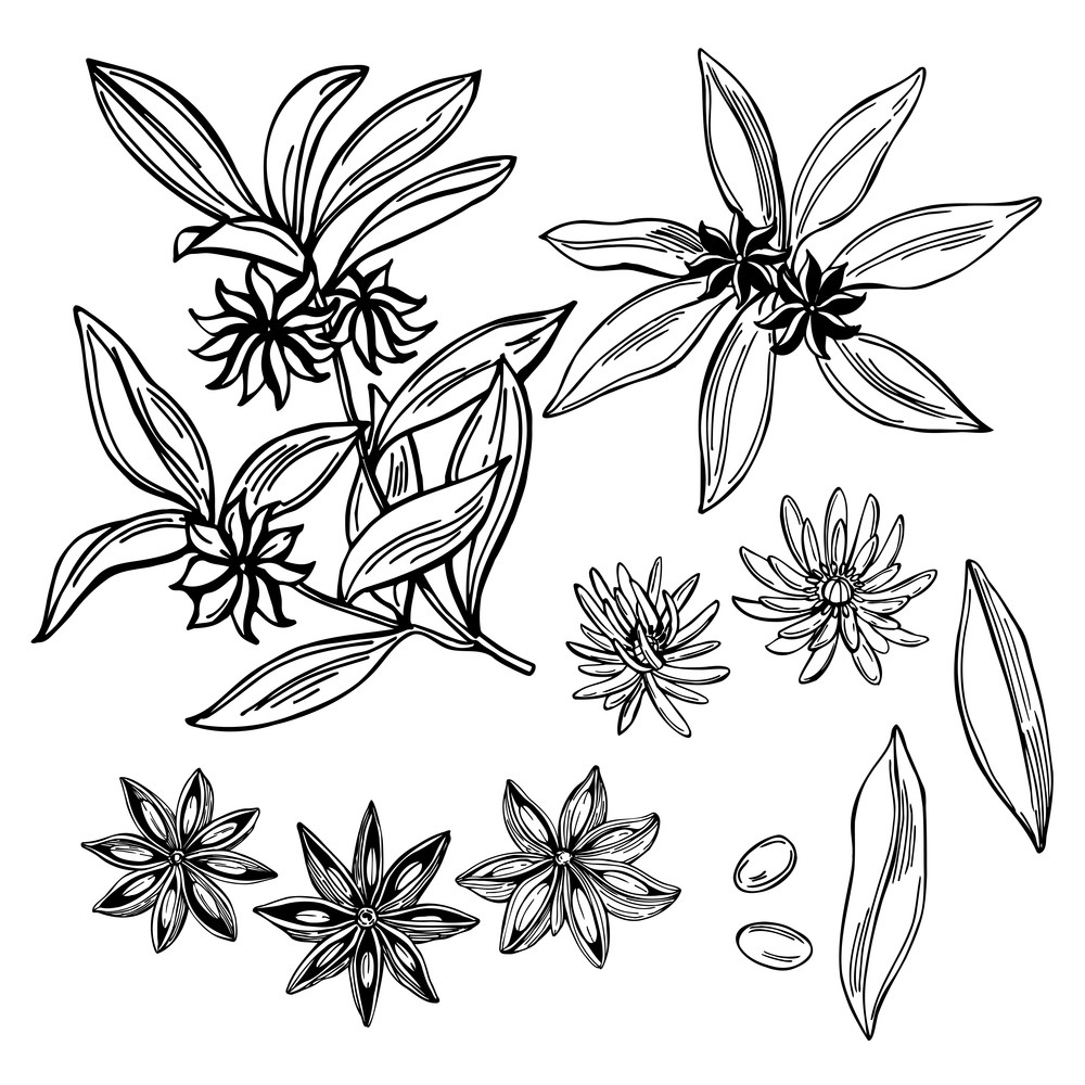 Hand drawn star anise. Vector sketch  illustration.. Star anise. Vector illustration.