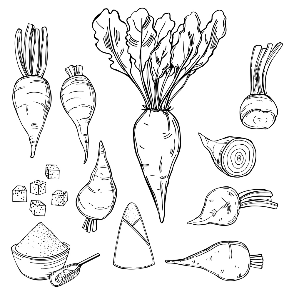 Hand drawn sugar beet. Vector sketch  illustration.. Sugar beet. Vector illustration.