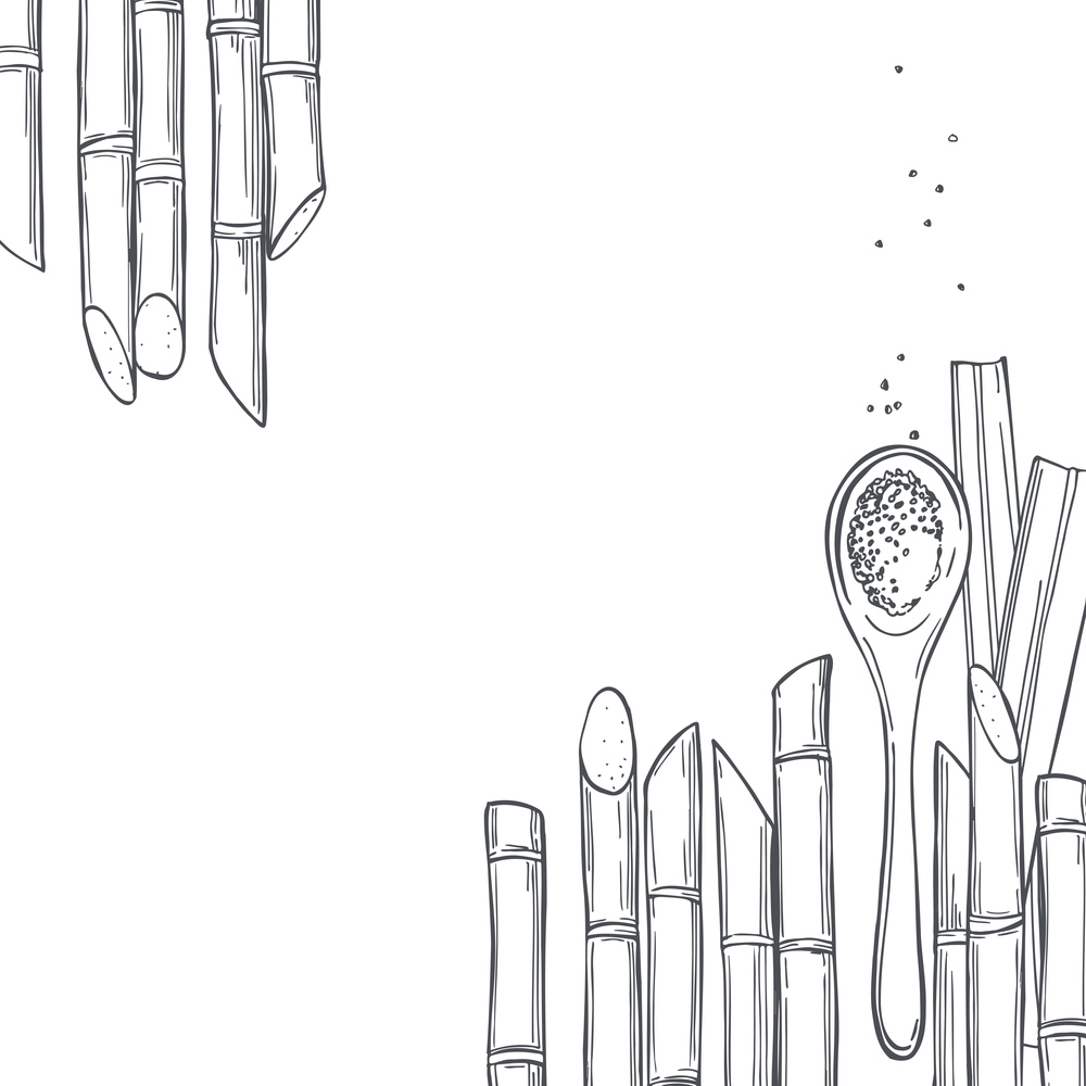 Hand drawn sugarcane. Vector background. Sketch  illustration.. Sugarcane. Vector background.
