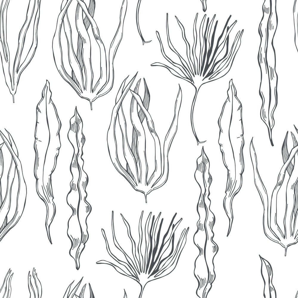 Hand drawn edible  algae. Laminaria set  on white background.  Vector  seamless pattern. . Edible  algae.   Vector  pattern.