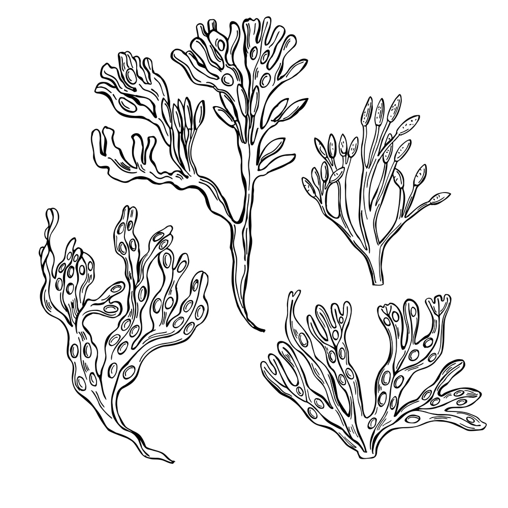 Hand drawn edible  algae. Bladder wrack (Fucus vesiculosus)  on white background.  Vector sketch  illustration.. Edible  algae.   Vector  illustration.