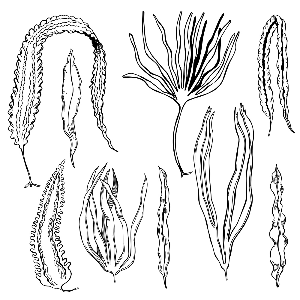 Hand drawn edible  algae. Laminaria set  on white background.  Vector sketch  illustration.. Edible  algae.   Vector  illustration.