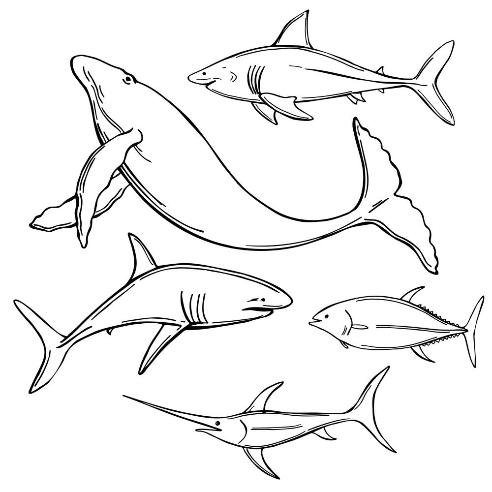Hand drawn fish and wild marine animals on white background. Vector sketch  illustration.. Fish and wild marine animals set.
