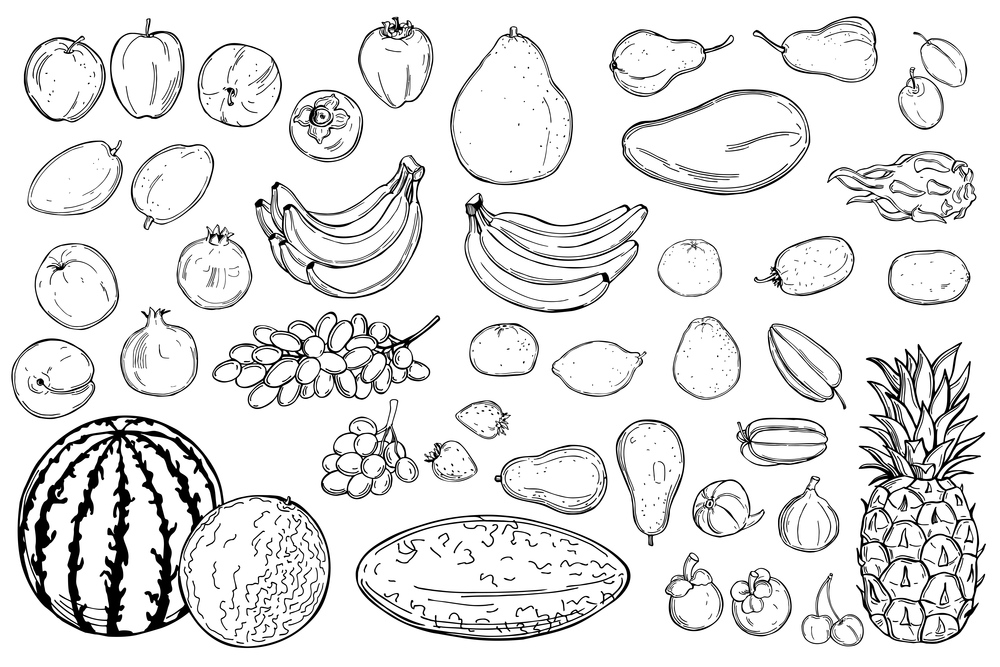 Hand drawn  fruits on white background.Vector sketch  illustration.. Graphic fruits .Vector  illustration.