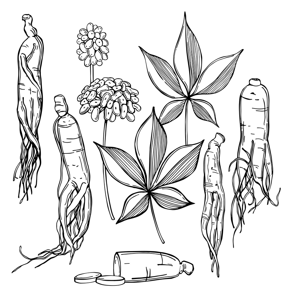 Hand drawn  ginseng set. Roots, berries and leaves on white background. Vector  sketch  illustration.. Ginseng. Vector   illustration.