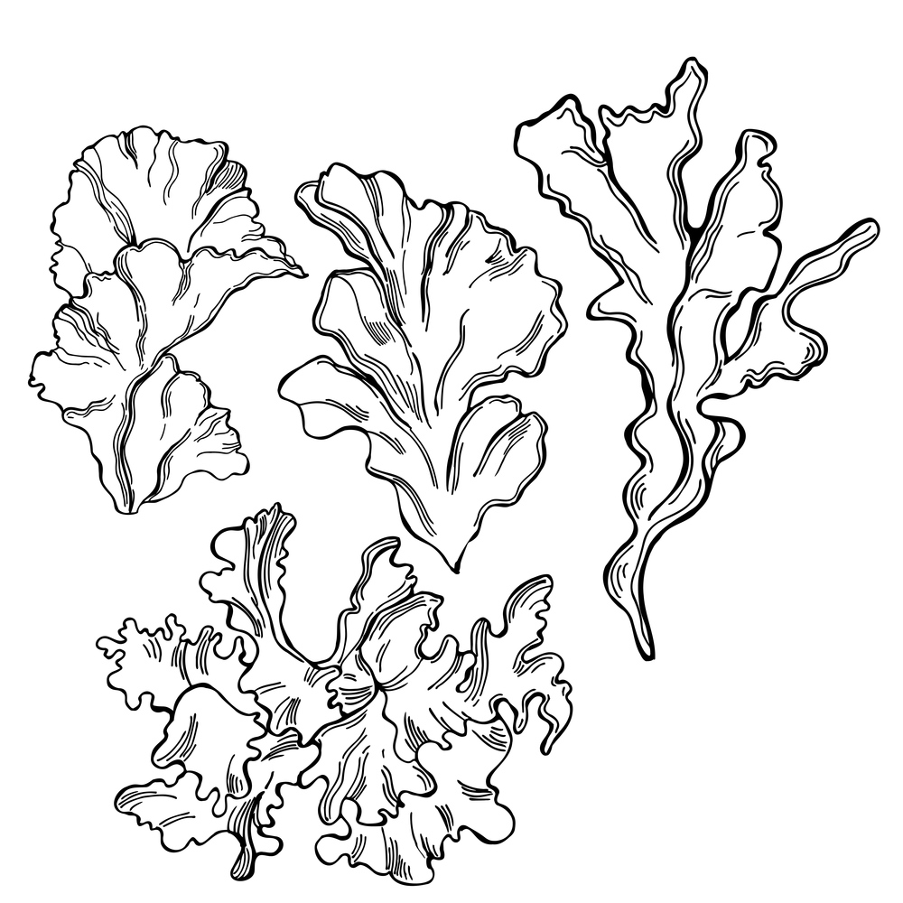 Hand drawn edible green algae. Ulva lactuca ( sea lettuce)  on white background.  Vector sketch  illustration.. Edible  algae. Ulva lactuca.  Vector  illustration.