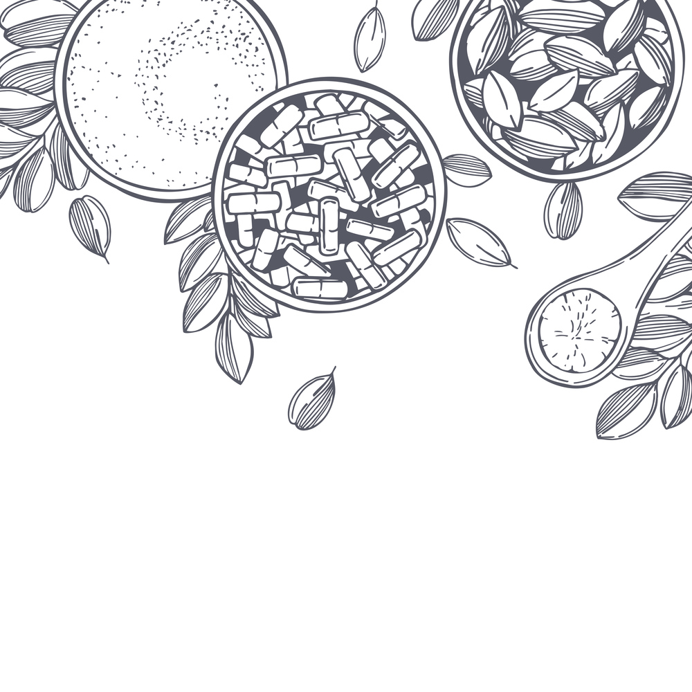 Hand drawn moringa oleifera.   Vector background. Sketch  illustration.. Moringa oleifera.  Vector  illustration.