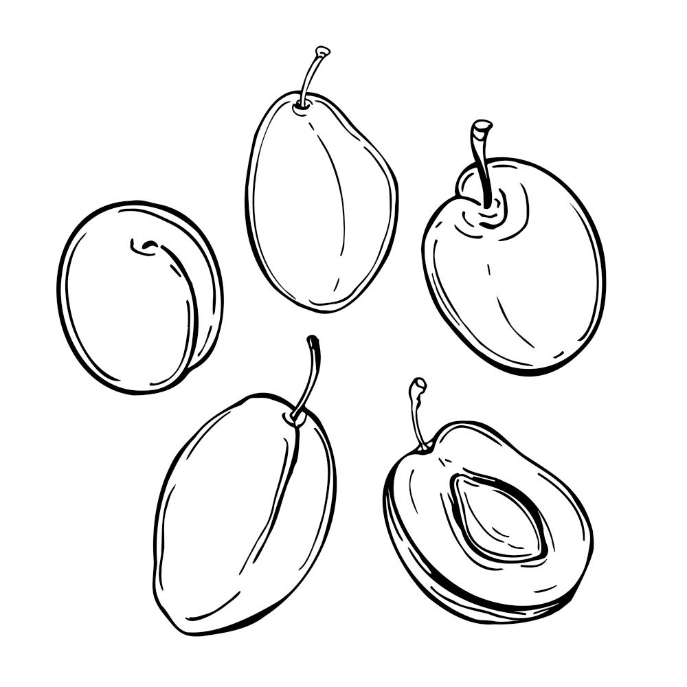 Hand drawn plums. Vector sketch  illustration.. Plums on white background. Vector  illustration.