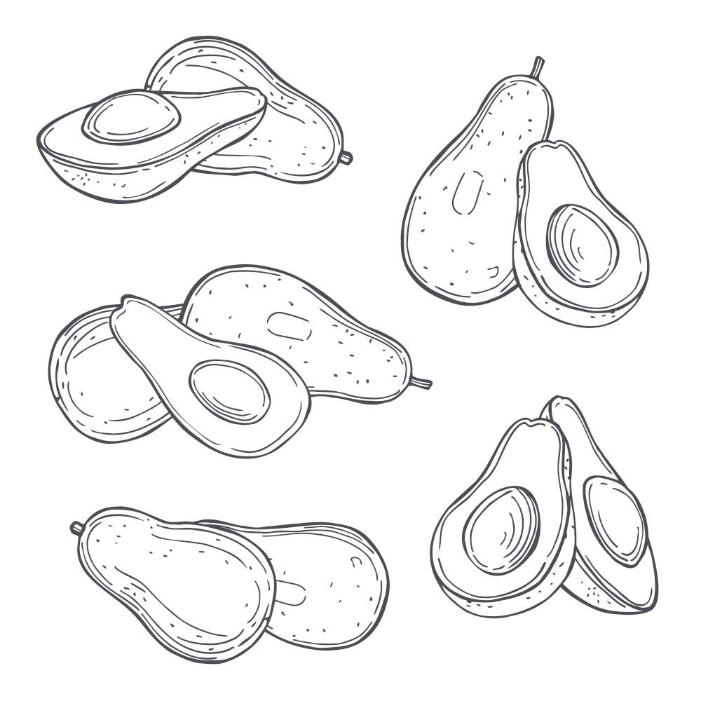 Hand drawn avocado on white background. Vector sketch  illustration.. Tropical fruits. Vector  illustration