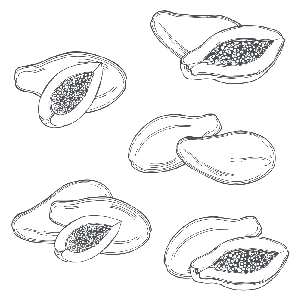 Hand drawn  papaya fruit  on white background.Vector sketch  illustration.. Tropical fruits. Vector  illustration