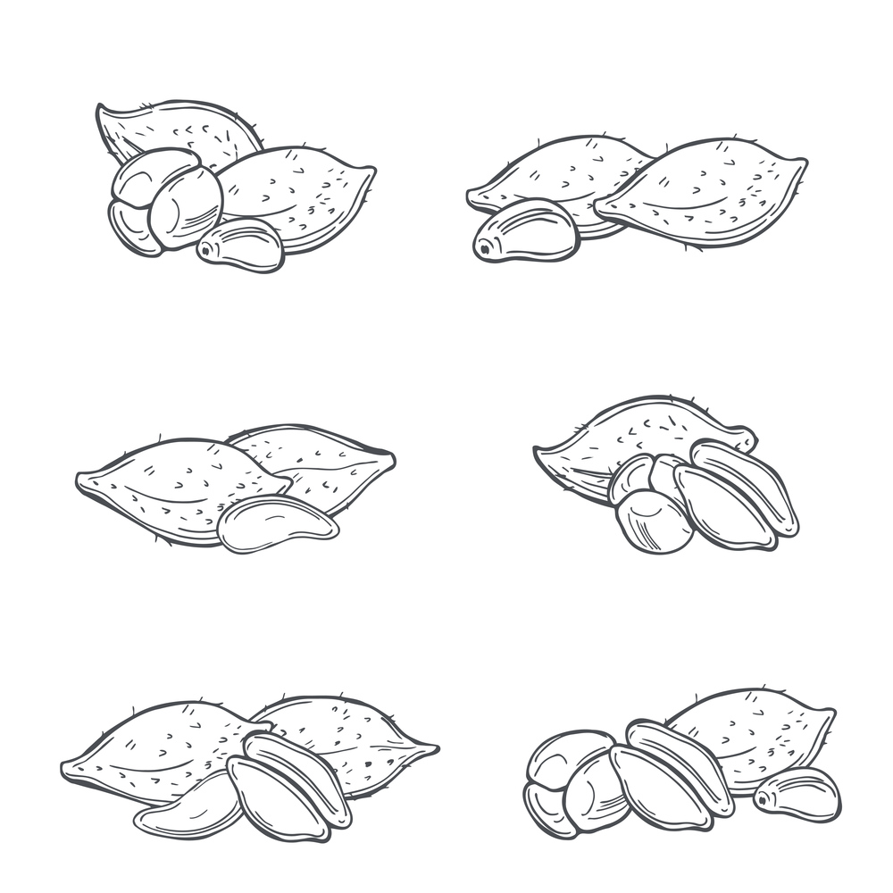 Hand drawn  tropical fruits on white background.  Salak (Salacca zalacca) or Snake fruit.  Vector sketch  illustration.. Tropical fruits. Vector  illustration