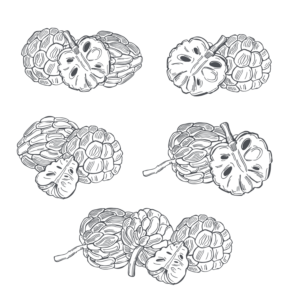 Hand drawn  Custard apple or Sugar apple  on white background.Vector sketch  illustration.. Tropical fruits. Vector  illustration