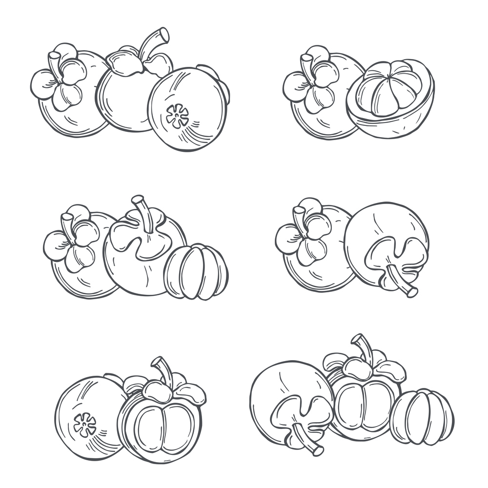 Hand drawn mangosteen on white background.Vector sketch  illustration.. Tropical fruits. Vector  illustration
