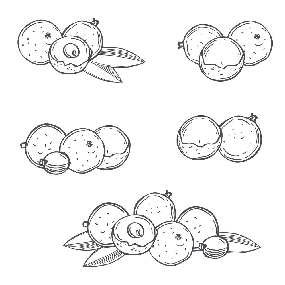 Hand drawn  longan fruits  on white background.Vector sketch  illustration.. Tropical fruits. Vector  illustration