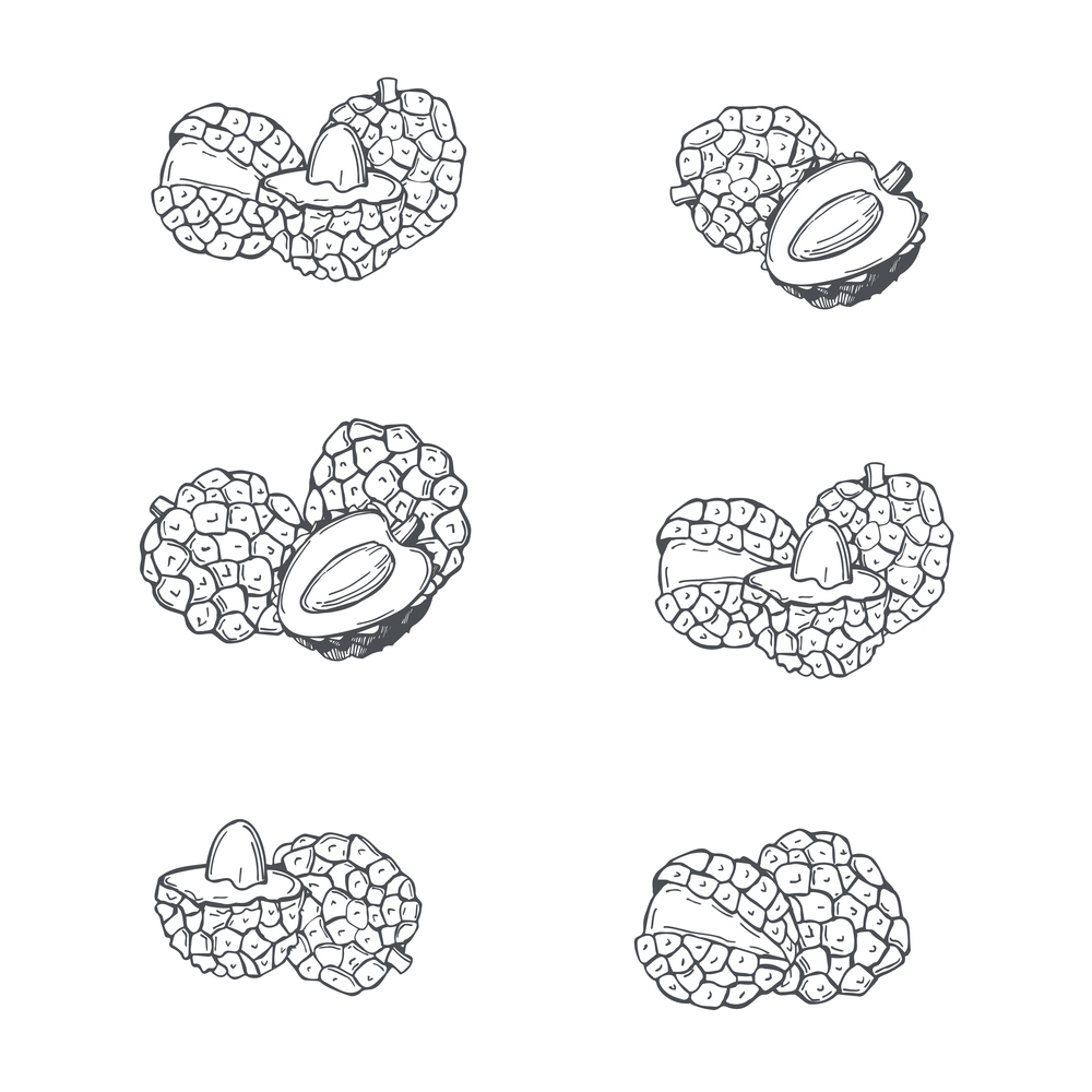 Hand drawn  lychee fruits  on white background.Vector sketch  illustration.. Tropical fruits. Vector  illustration