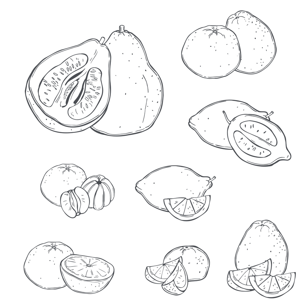 Hand drawn citrus fruits  on white background.Vector sketch  illustration.. Citrus fruits. Vector   illustration.