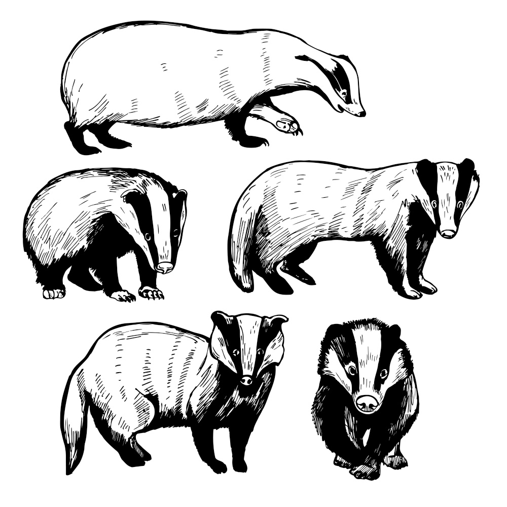 Hand drawn badger (Meles meles). Vector sketch  illustration.. Badger. Vector  illustration.