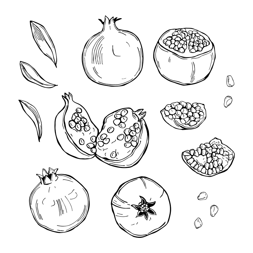 Hand drawn pomegranate on white background.  Vector sketch  illustration.. Pomegranate.  Vector sketch  illustration.